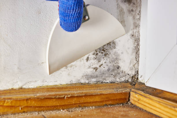 Best Air Quality Testing for Mold Spores  in Hampton, VA